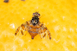 Mediterranean fruit fly, Ceratitis capitata: Click here for photo caption.