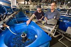 ARS geneticist (right) and fish lab manager collect rainbow trout fingerlings to evaluate their growth rate and resistance to disease: Click here for full photo caption.