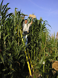 Geneticist pollinates tropical exotic maize as a first step in breeding corn with improved disease resistance, nutritional quality, and bioenergy potential: Click here for full photo caption. 
