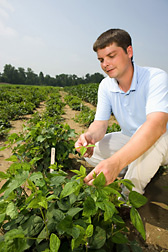 Geneticist harvests leaf tissue from one of many plant progenies derived from crossing the soybean cultivar Williams 82 with a wild soybean: Click here for full photo caption.