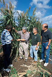 Left to right, ARS entomologists, University of Hawaii professor, and Hawaii Department of Agriculture administrator inspect a Sudax border sprayed with GF-120 protein bait, which helps suppress fruit flies: Click here for full photo caption.