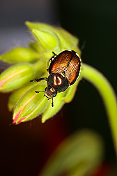 Japanese beetle, Popillia japonica, on a developing cluster of geranium (Pelargonium x Hortorum) flower buds: Click here for photo caption.