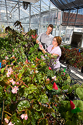 ARS horticulturist (left) and Ohio State horticulturist evaluate begonia plants for tolerance to cold and flowering characteristics: Click here for full photo caption.