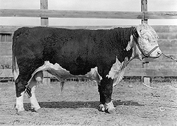 Advance Domino 20, a son of Advance Domino 13, from whom all Line 1 Hereford cattle descend: Click here for photo caption.