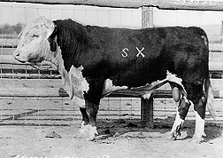 Advance Domino 54, a son of Advance Domino 13, from whom all Line 1 Hereford cattle descend: Click here for photo caption.