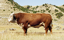 This Line 1 Hereford bull (99375) is the sire of the cow upon whose DNA the bovine genome sequence is based: Click here for photo caption.