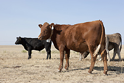 Steer fitted with a global positioning system (GPS) collar to examine cattle responses to prescribed burns at the Central Plains Experimental Range in northeastern Colorado: Click here for photo caption.