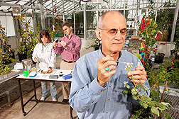 In the background, geneticist Ann Callahan measures sugar content of plum fruit as plant molecular biologist/pathologist Chris Dardick measures fruit size. In the foreground, horticulturist Ralph Scorza pollinates plum flowers: Click here for full photo caption.