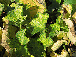 Melon plant with early symptoms of cucurbit yellow stunting disease: Click here for photo caption.