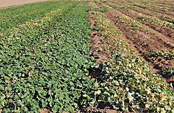 Plants on right are Indian melons, and those on left are resistant accessions from India and Zimbabwe: Click here for full photo caption.