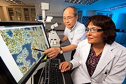 Chemist Sanghoon Kim (left) and food technologist Mukti Singh review a microscope image showing the effects of oat beta-glucan during yogurt fermentation: Click here for full photo caption.