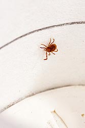 In a lab test, this lone star tick nymph (Amblyomma americanum) was exposed to a citrus rind chemical, placed upside down inside an untreated filter paper cylinder, and observed to see whether it could right itself: Click here for photo caption.
