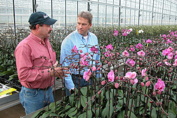 This greenhouse full of orchids is heated by a biomass boiler system. Here, ARS technician Denny Bookhamer (left) and president of Plainview Growers Arie Van Vugt discuss the use of biomass instead of fuel oil and the potential carbon footprint from each: Click here for photo caption.