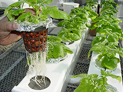 ARS scientists are growing potato plants hydroponically to generate root secretions that cause pale cyst nematodes to hatch: Click here for full photo caption.