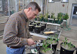 Plant physiologist Russ Gesch works with young crop plants in the lab: Click here for full photo caption.