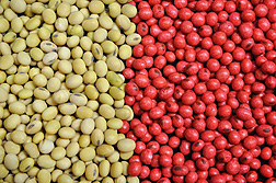 Uncoated soybean seeds (left) and polymer-coated seeds (right): Click here for full photo caption.