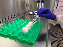 Avian influenza virus is harvested from a chicken egg as part of a diagnostic process: Click here for photo caption.