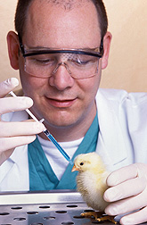 A vaccine against Newcastle disease is administered to a baby chick by microbiologist Darrell Kapczynski: Click here for photo caption.