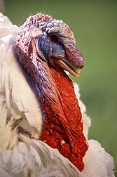 A new vaccine for turkeys, developed by ARS scientists, is effective against the H1N1 influenza virus: Click here for photo caption.