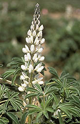 Lupin. Click here for full photo caption.