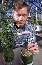 Microbiologist Peter van Berkum compares growth of alfalfa. Click here for full photo caption.