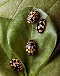 "14-spot" lady beetles on fava bean leaf: Link to photo information