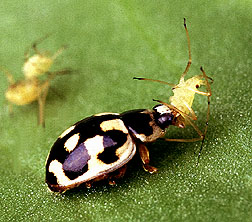 P-14 lady beetle devours pea aphid: Link to photo information