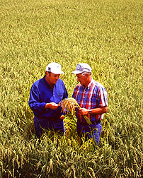 Rice grower Chris Isbell (left) and ARS' Bob Dilday check a field of Akita Komachi rice. 