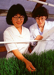 Entomogist Victoria Yokoyama and technician Gina Miller