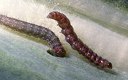 Diamondback moth larvae feed on a cabbage leaf. Click here for full photo caption.