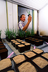 A technician examines plants grown in soil samples collected from long-term wheat. Click here for full photo caption.
