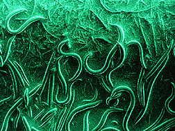 Bacterial-feeding nematodes frozen in liquid nitrogen. Click here for full photo caption.