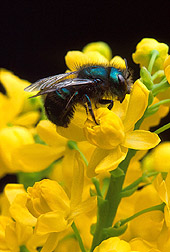 Blue orchard bee on a barberry flower. Link to photo information.