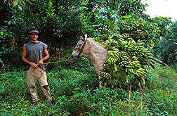 With the help of a donkey, an agricultural worker transports bananas on a farm. Link to photo information.