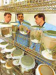 Scientists observe a cage of Brazilian stink bug pests. Link to photo information.