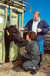 Black Angus heifers, used for identifying genetic resistance to internal parasites, are examined. Link to photo information.