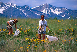 Technicians netting pollinating insects in a field near the Wellsville Mountains. Link to photo information.