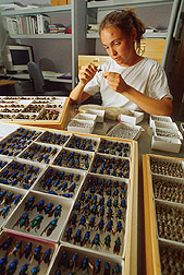 technician Susana Messinger places labels on samples. Link to photo information.