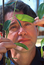 Biologist Craig Cavin examines safflower leaves. Link to photo information.