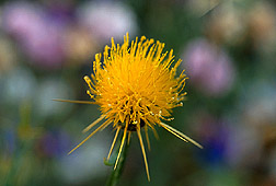 Yellow starthistle flower. Link to photo information.