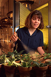 Technician Mary Winter sprays test plants with spores before placing them in a dew chamber. Link to photo information.