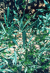 Pima plant, Gossypium barbadense. Link to photo information.