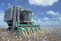 Cotton harvesting: Click here for photo caption.