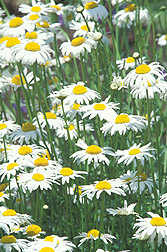 Daisylike flower, Leucanthemum vulgare: Click here for photo caption.