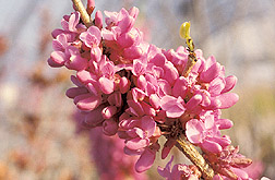 The Don Egolf Chinese redbud: Click here for full photo caption.