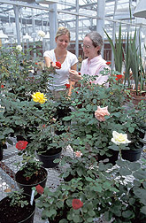 Two technicians examine rose cultivars: Click here for full photo caption.