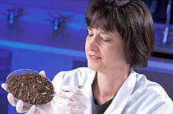 Technician rolls nematode-infected cadavers: Click here for full photo caption.