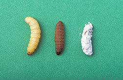 Wax moth larva: Click here for full photo caption.