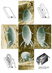 Photographs of a female broad mite: Click here for full photo caption.
