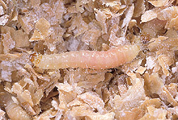 Larva of Plodia interpunctella, commonly known as the Indianmeal moth: Click here for full photo caption.